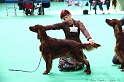 Crufts2011 640